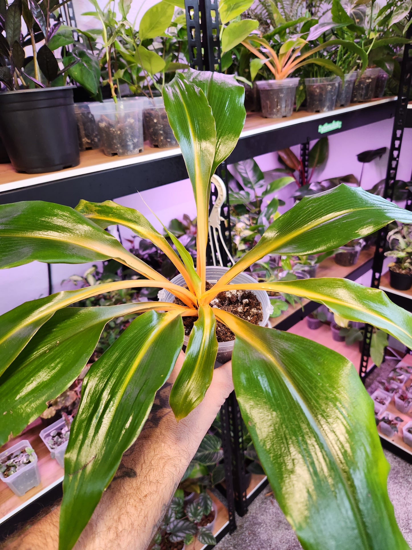 Chlorophytum Mandarin Orange 'Fire Flash Plant' 6" Pot