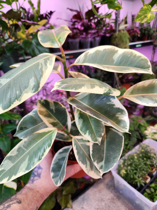 Ficus Tineke 6" Pot