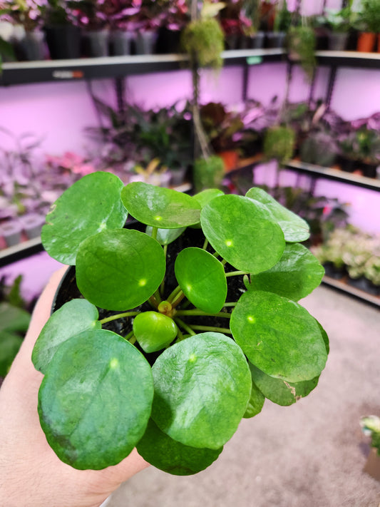 Pilea Peperomioides 'Chinese Money Plant' 4" Pot