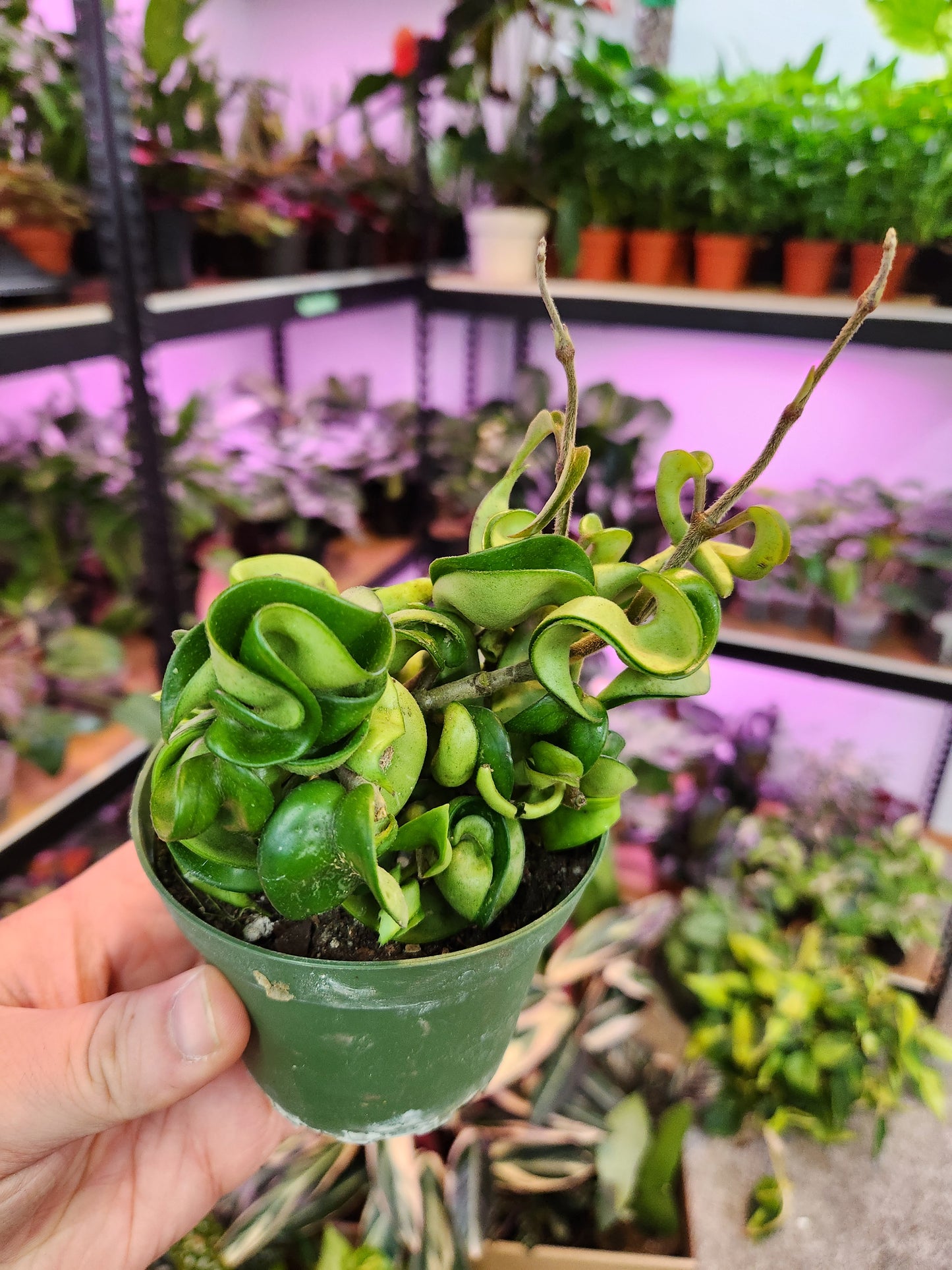 Hoya Hindu Rope 4" Pot