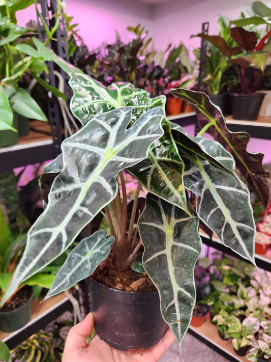 Alocasia Polly 'African Mask' 6" Pot