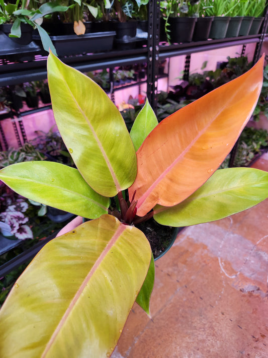 Prince of Orange Philodendron 6" Pot