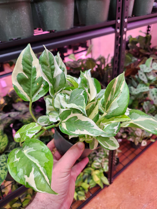 Pearls and Jade Pothos 6" Pot