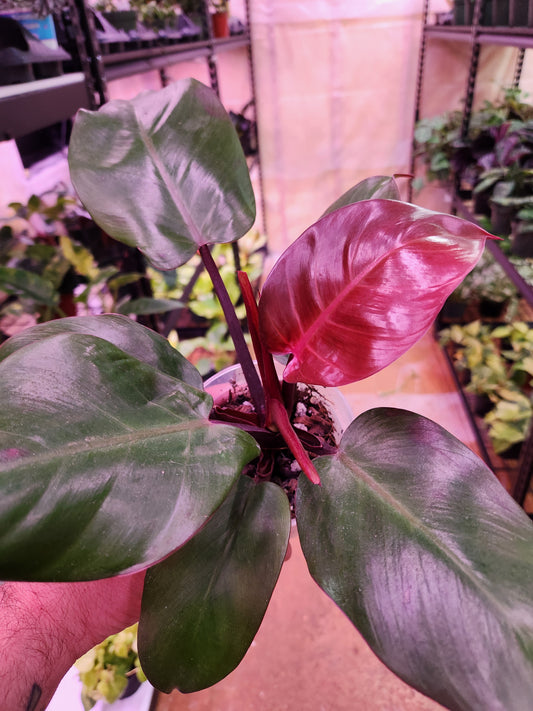 4" Philodendron Imperial Red