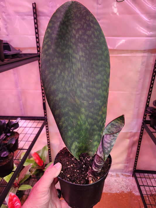 Sansevieria Masoniana 'Whale Fin' Snake Plant 6" Pot