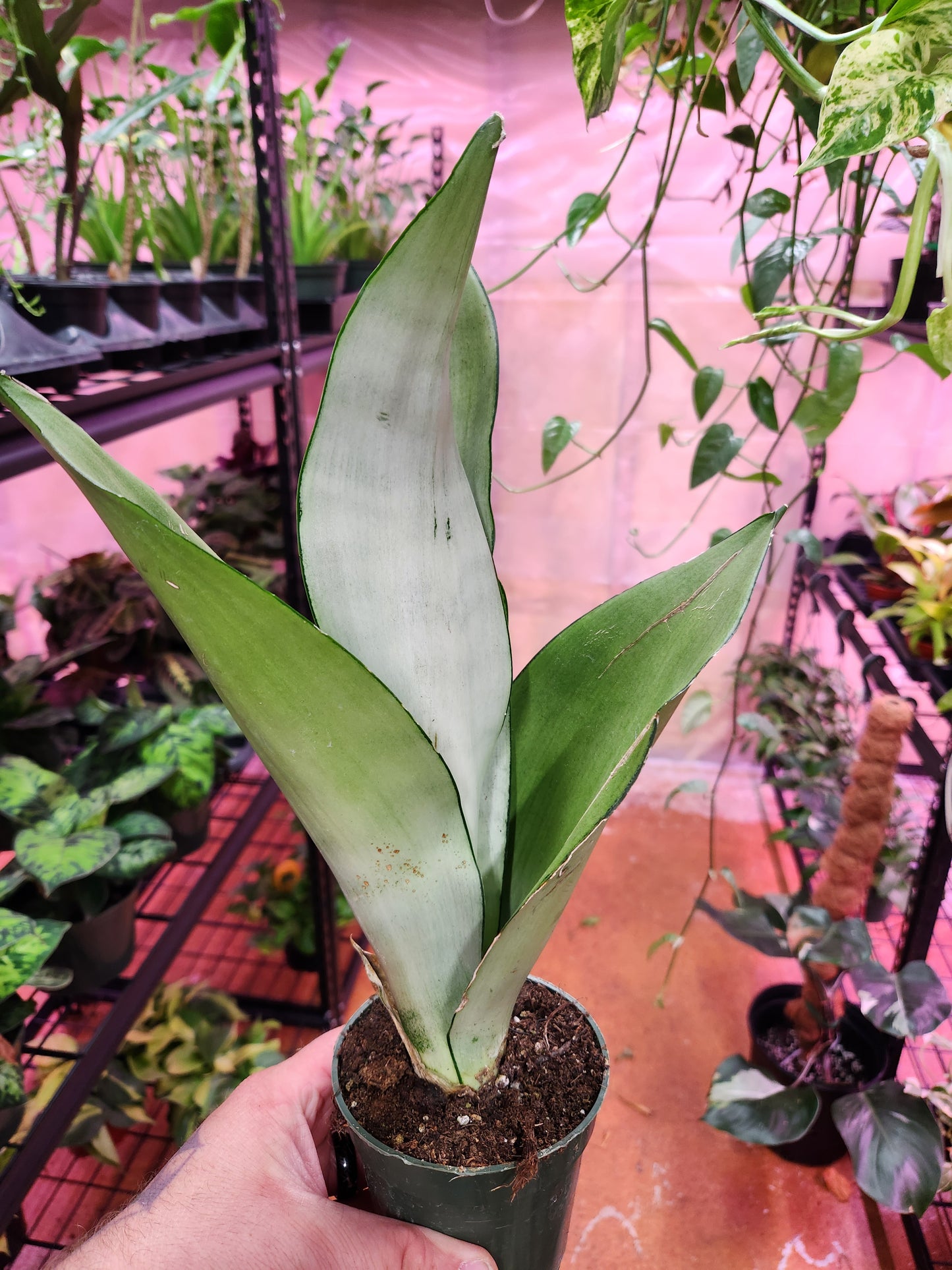 Sansevieria Moonshine 4" Pot