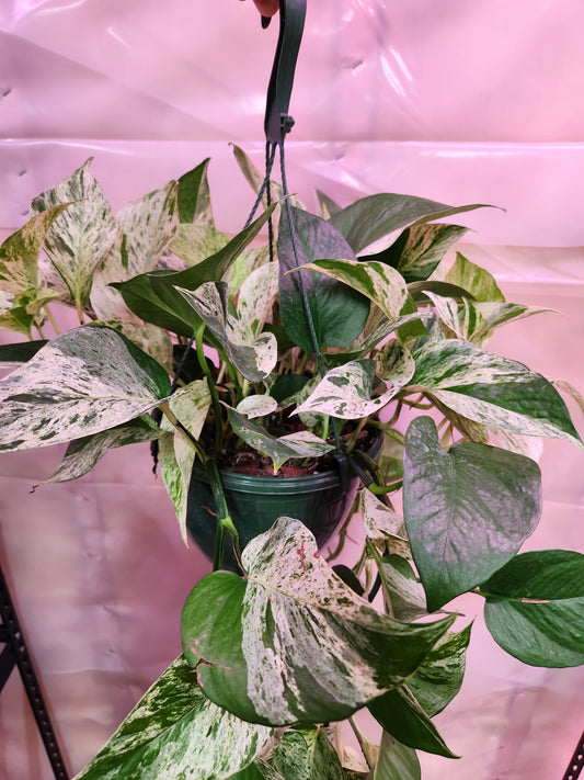 8" Marble Queen Pothos Hanging Basket