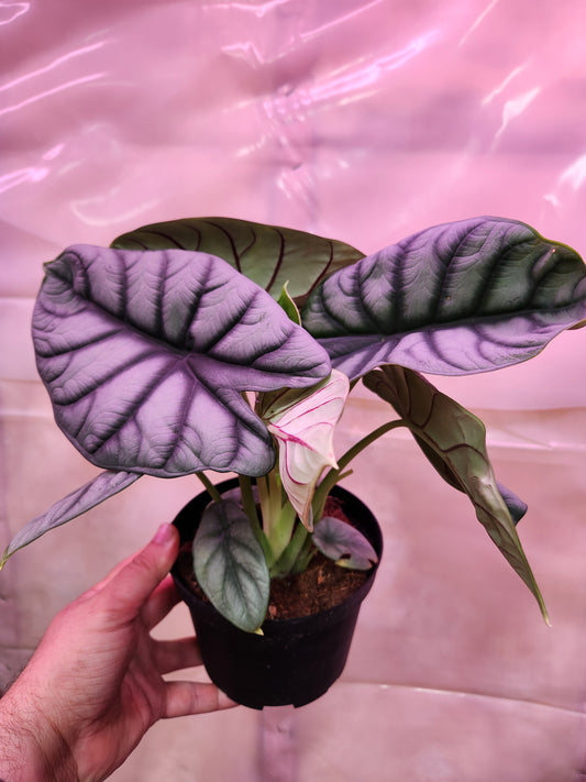 Alocasia Silver Dragon 6" Pot