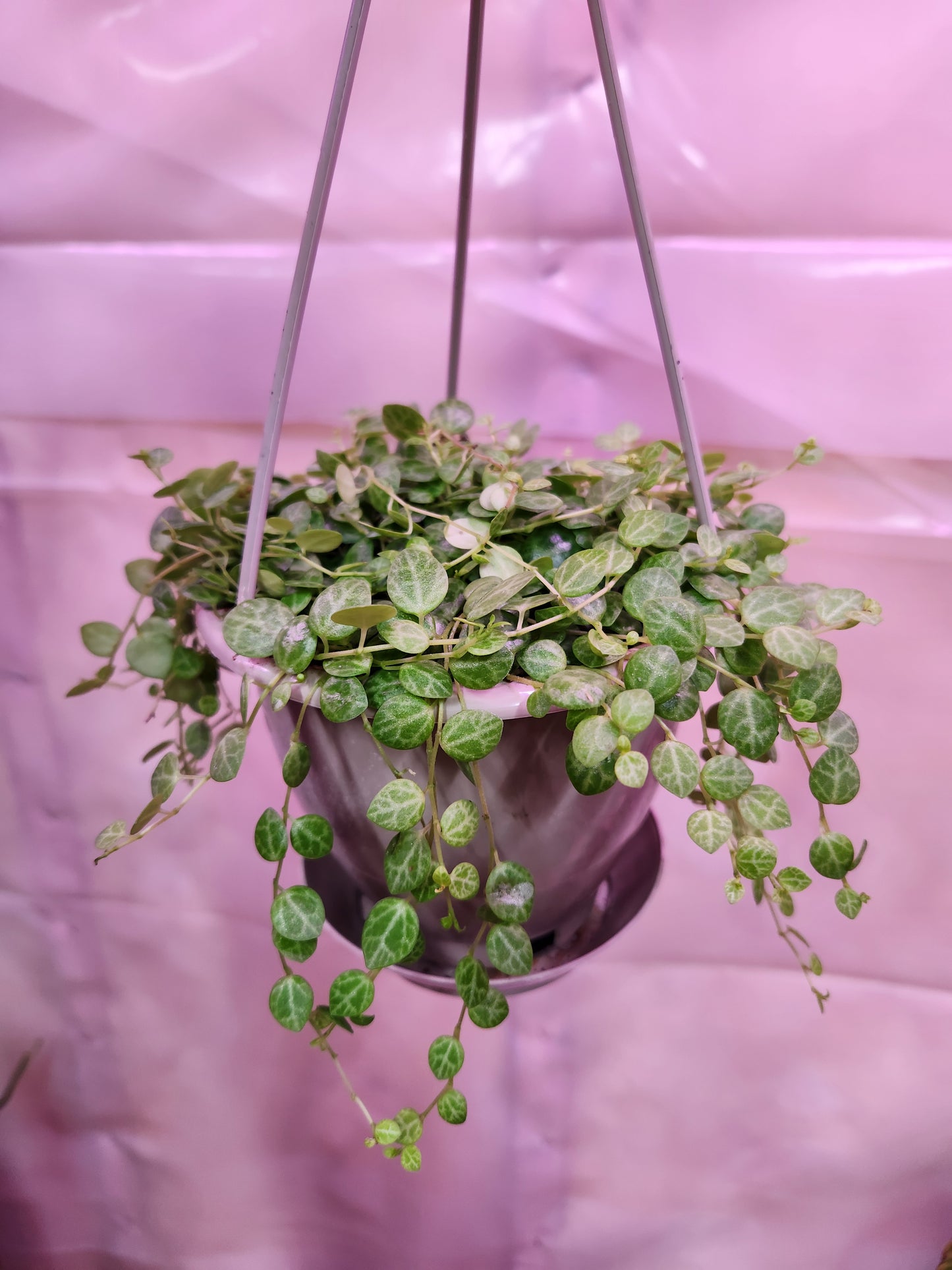 String of Turtles 4" Hanging Basket