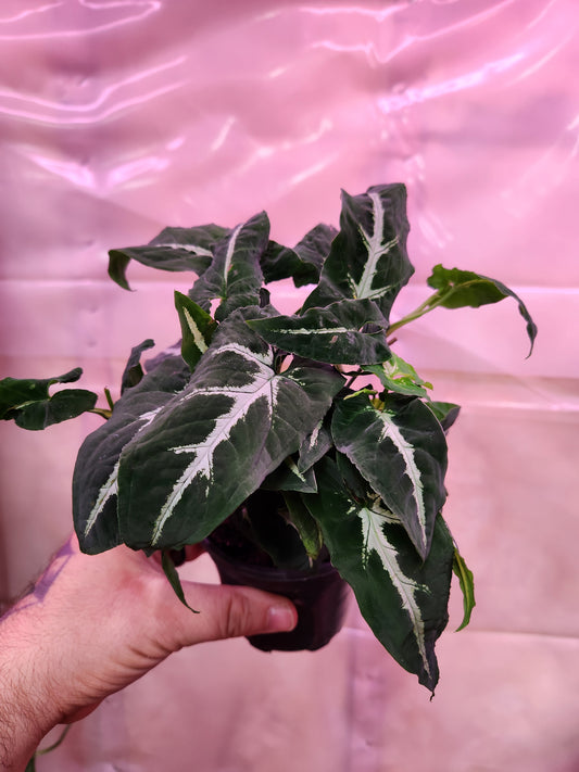 4" Syngonium Wendlandii