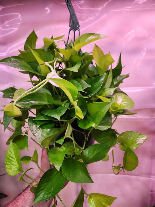 8" Pothos Neon Hanging Basket