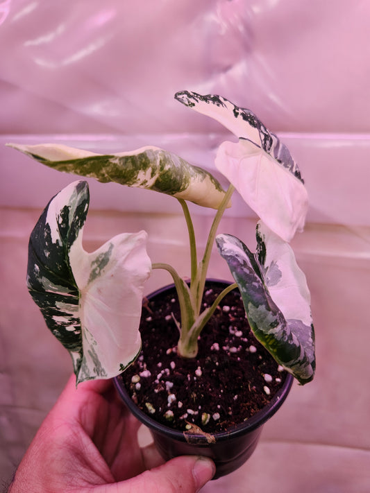 Alocasia Frydek Variegated 4" Pot