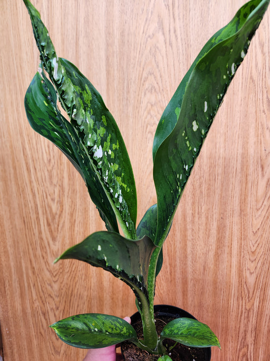 Dieffenbachia Crocodile 6" Pot