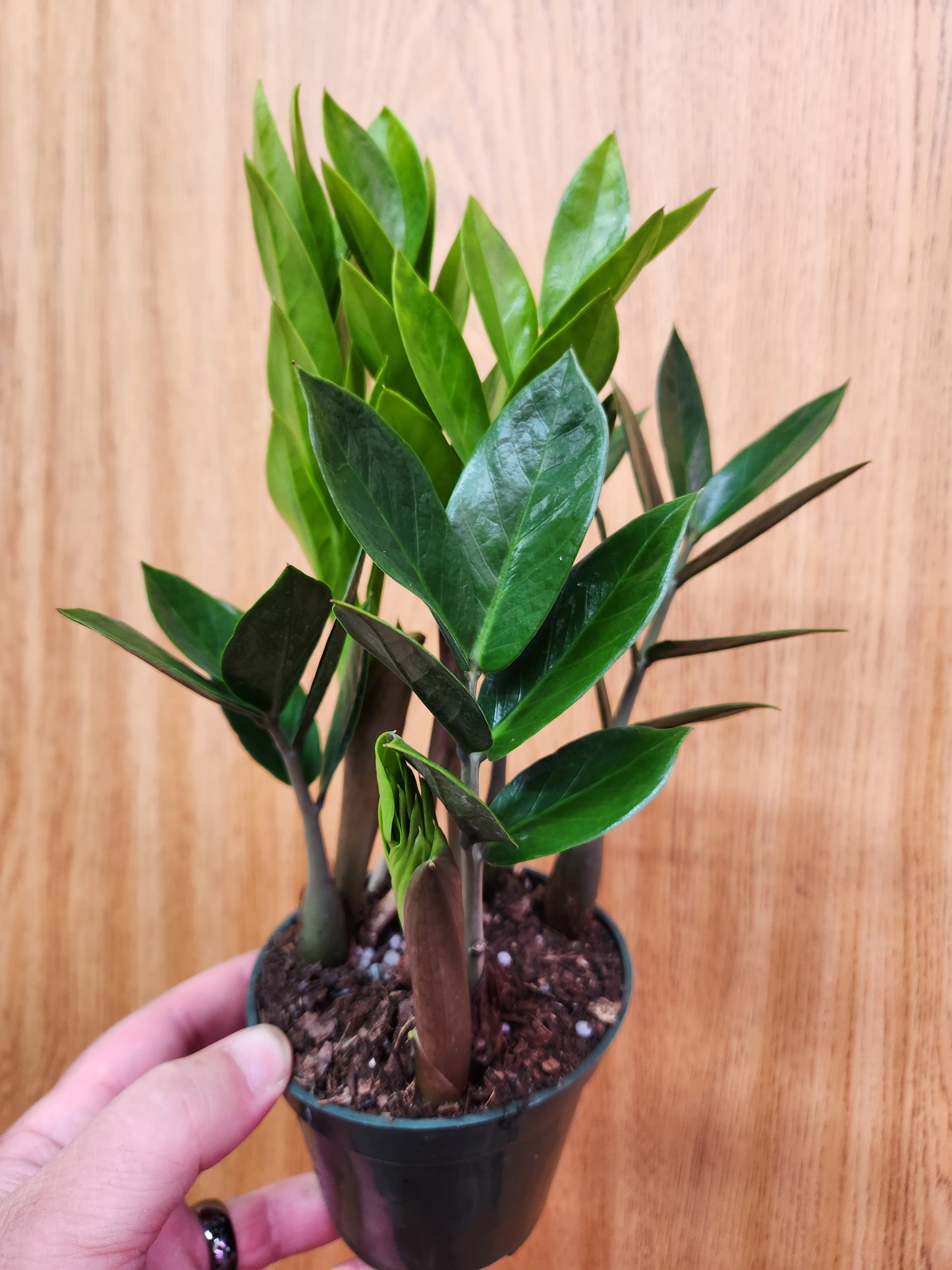 ZZ plant (Zamioculcas Zamiifolia) 4" Pot