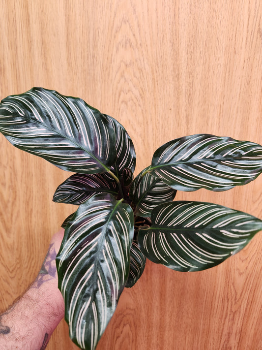 Calathea Ornata 'Pinstripe' 4" Pot