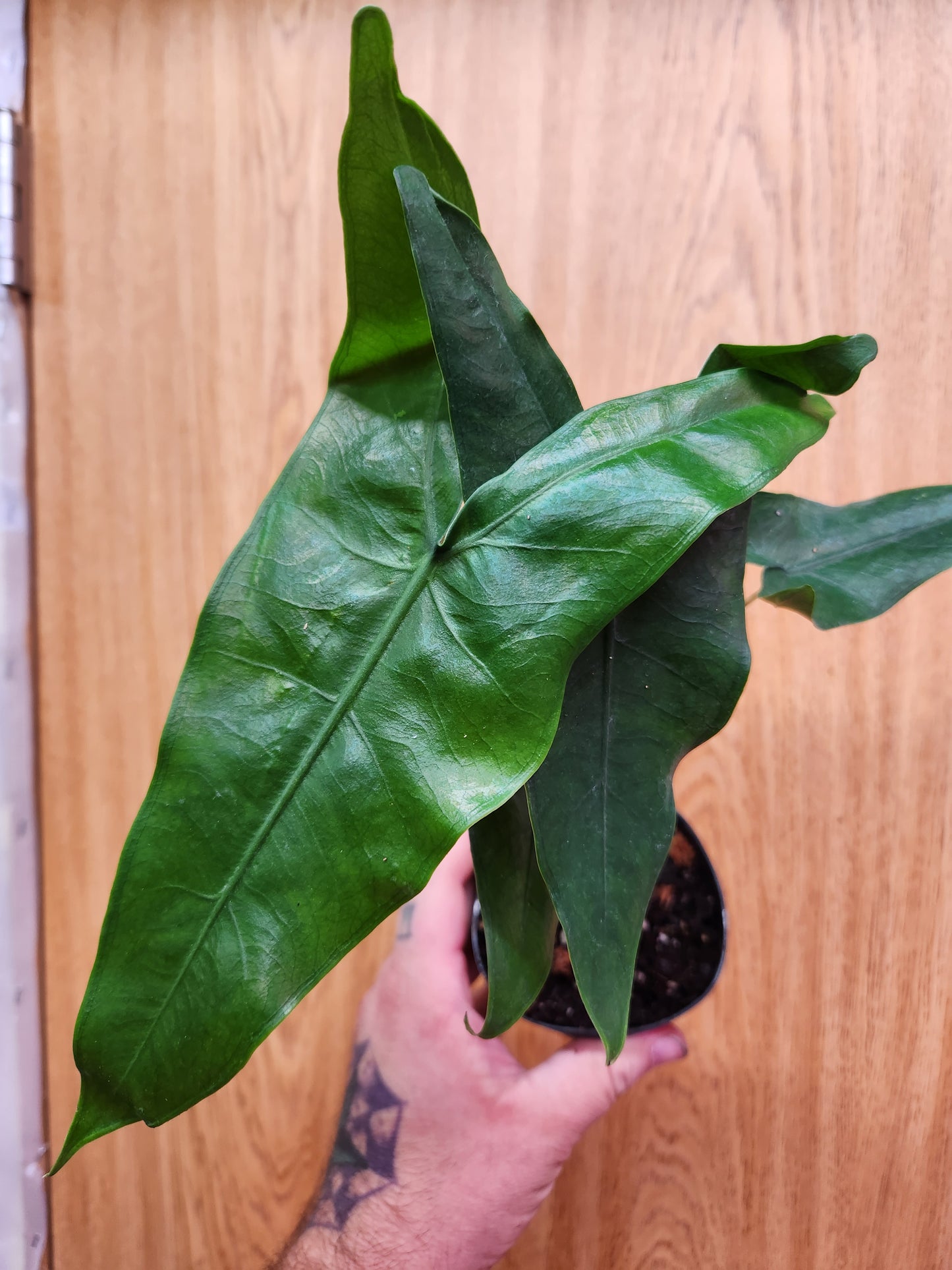 Alocasia 'Tigrina Superba' 4" Pot