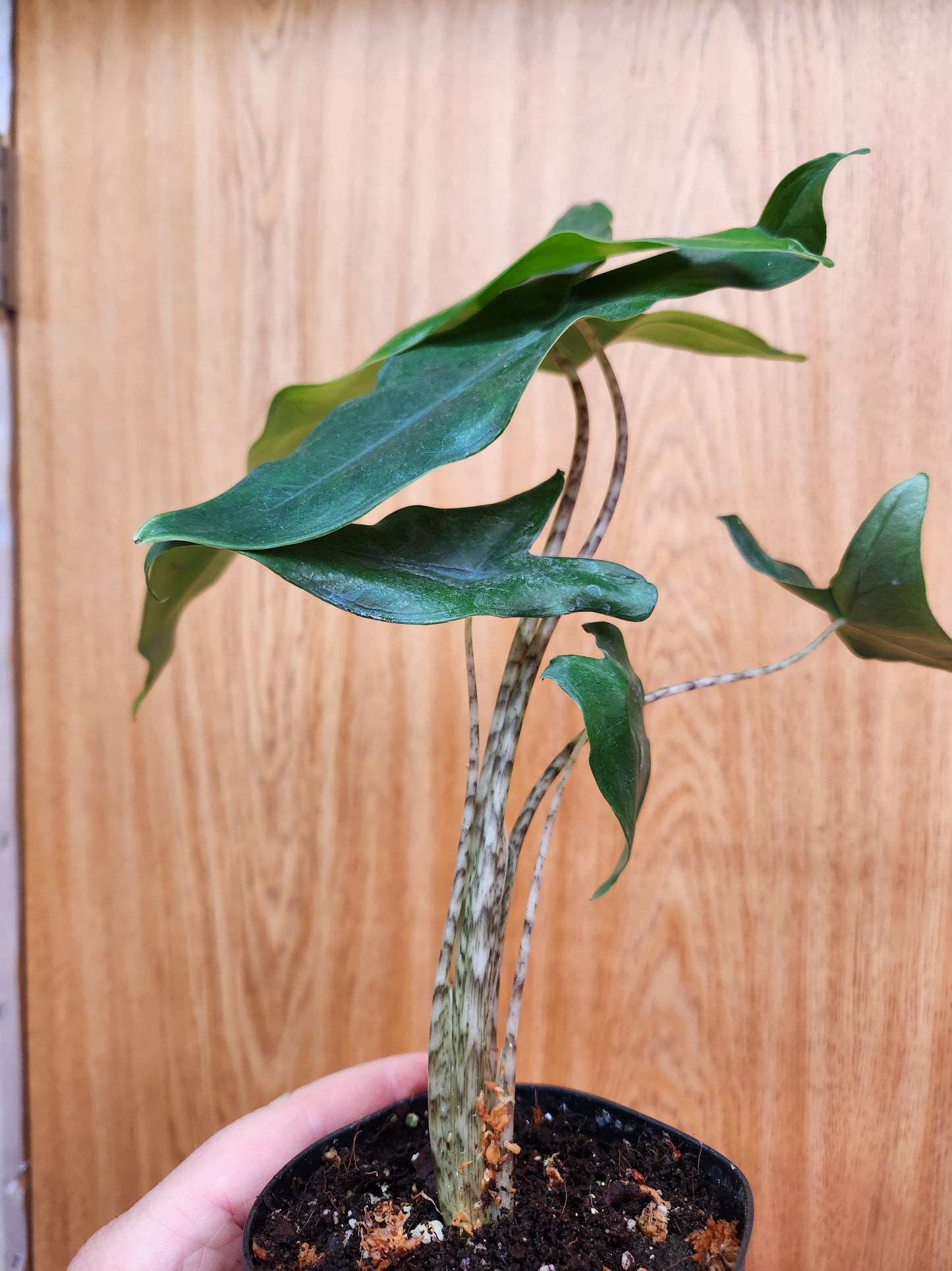 Alocasia 'Tigrina Superba' 4" Pot