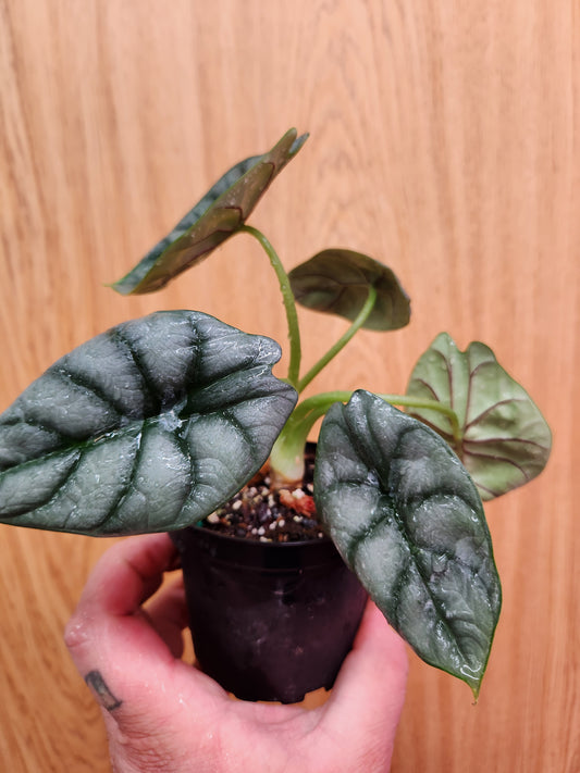 Alocasia Silver Dragon 4" Pot