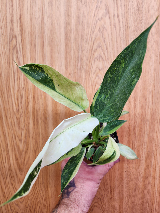 Philodendron Jose Buono 4" Pot