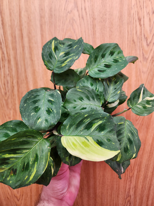 Maranta leuconeura 'Kerchoveana' Variegated 6" Pot