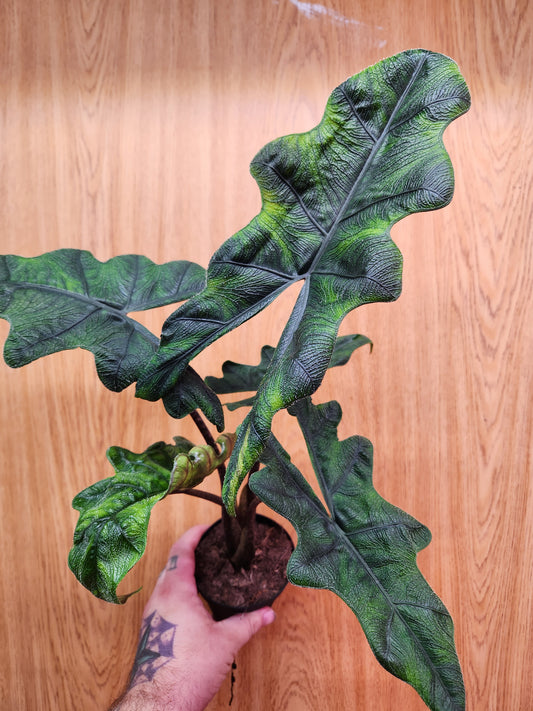 Alocasia Jacklyn 4" Pot