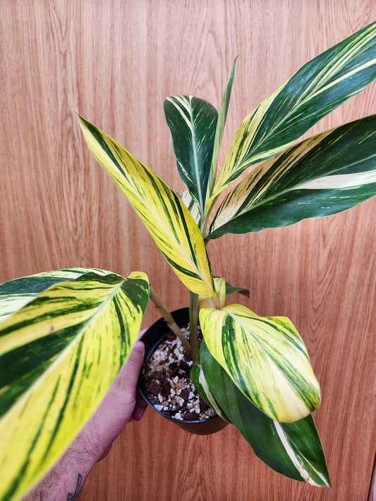 Variegated Ginger Plant 6" Pot