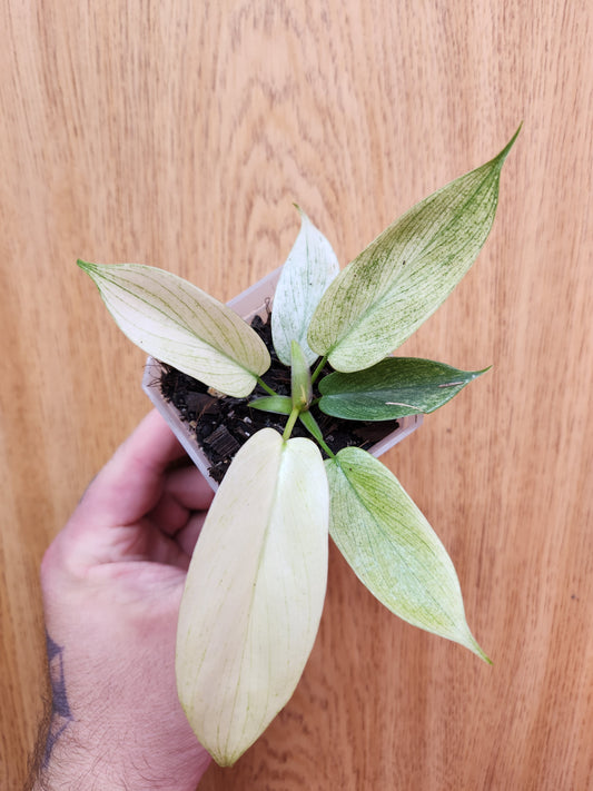 Philodendron Florida Ghost 2" Pot