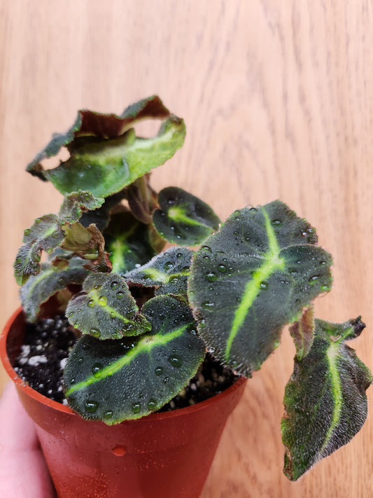 Begonia Listada 4" Pot