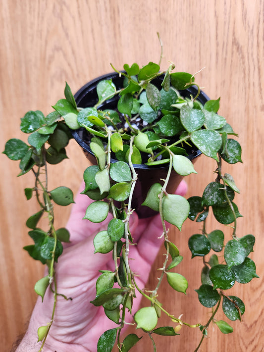 Hoya Curtisii 4" Pot