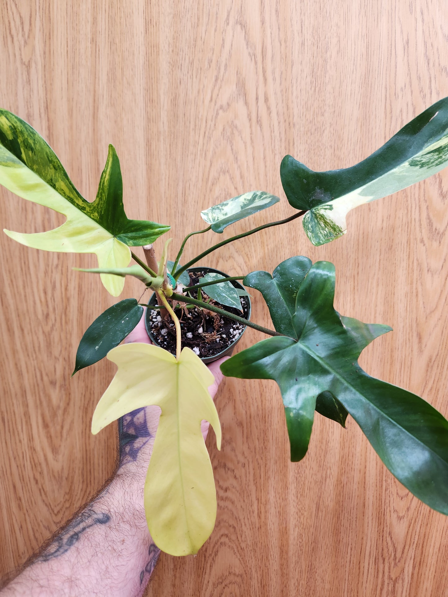 Philodendron Florida Beauty 4" Pot