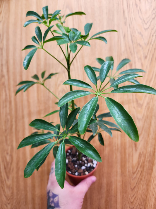 Schefflera Arbicola 'Mini Umbrella Tree' 4" Pot