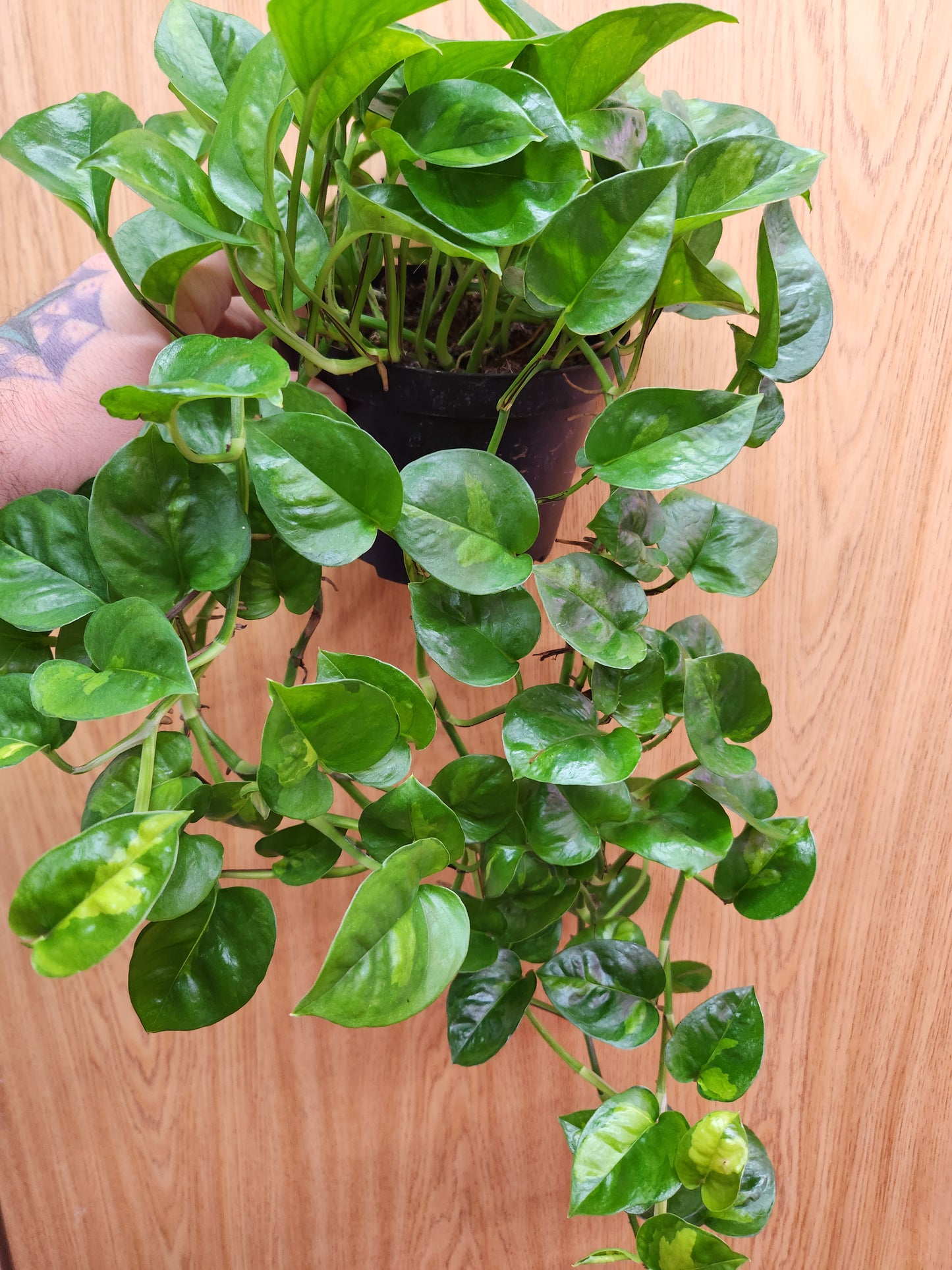 Global Green Pothos 6" Pot