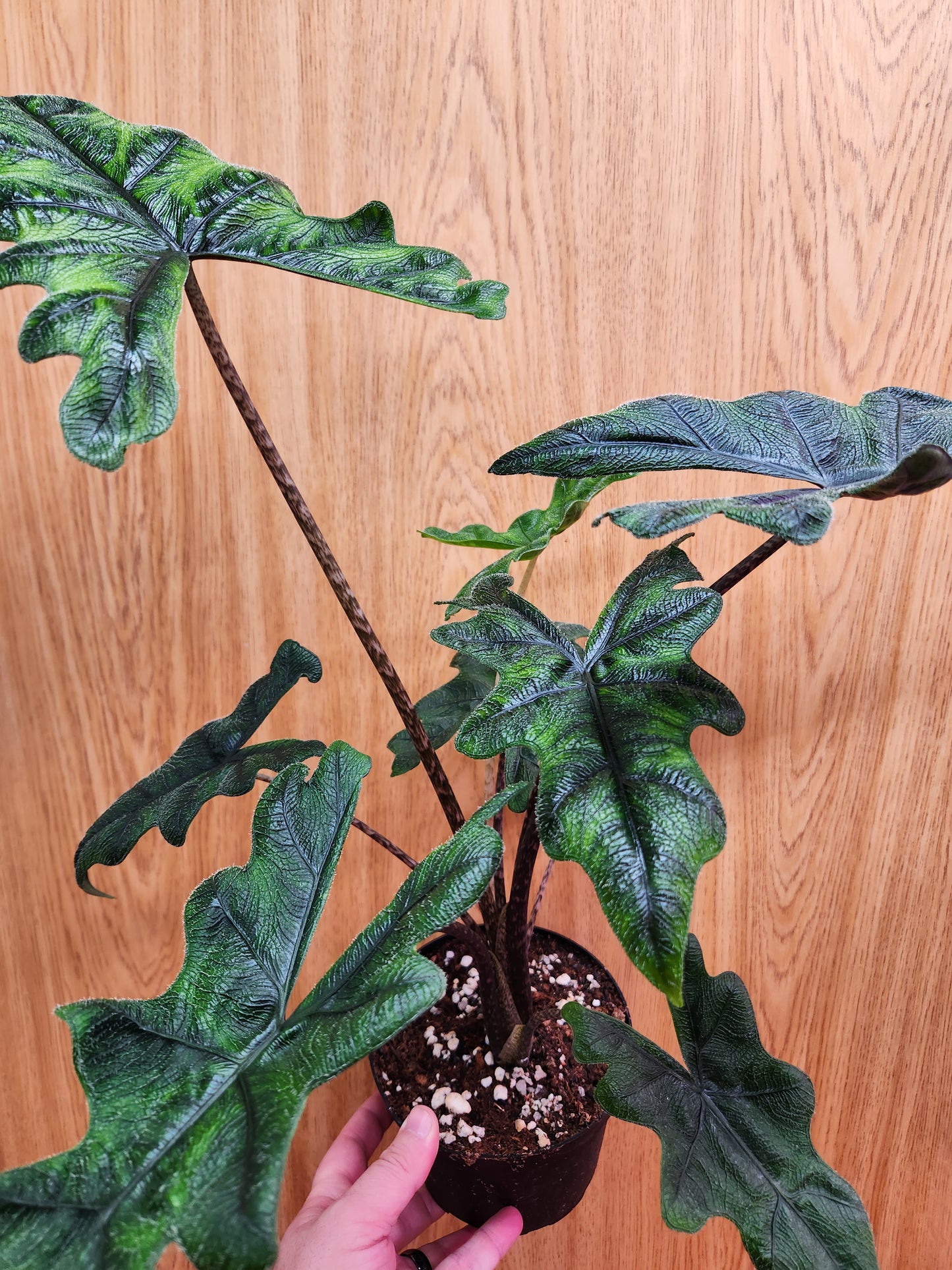 Alocasia Jacklyn 6" Pot