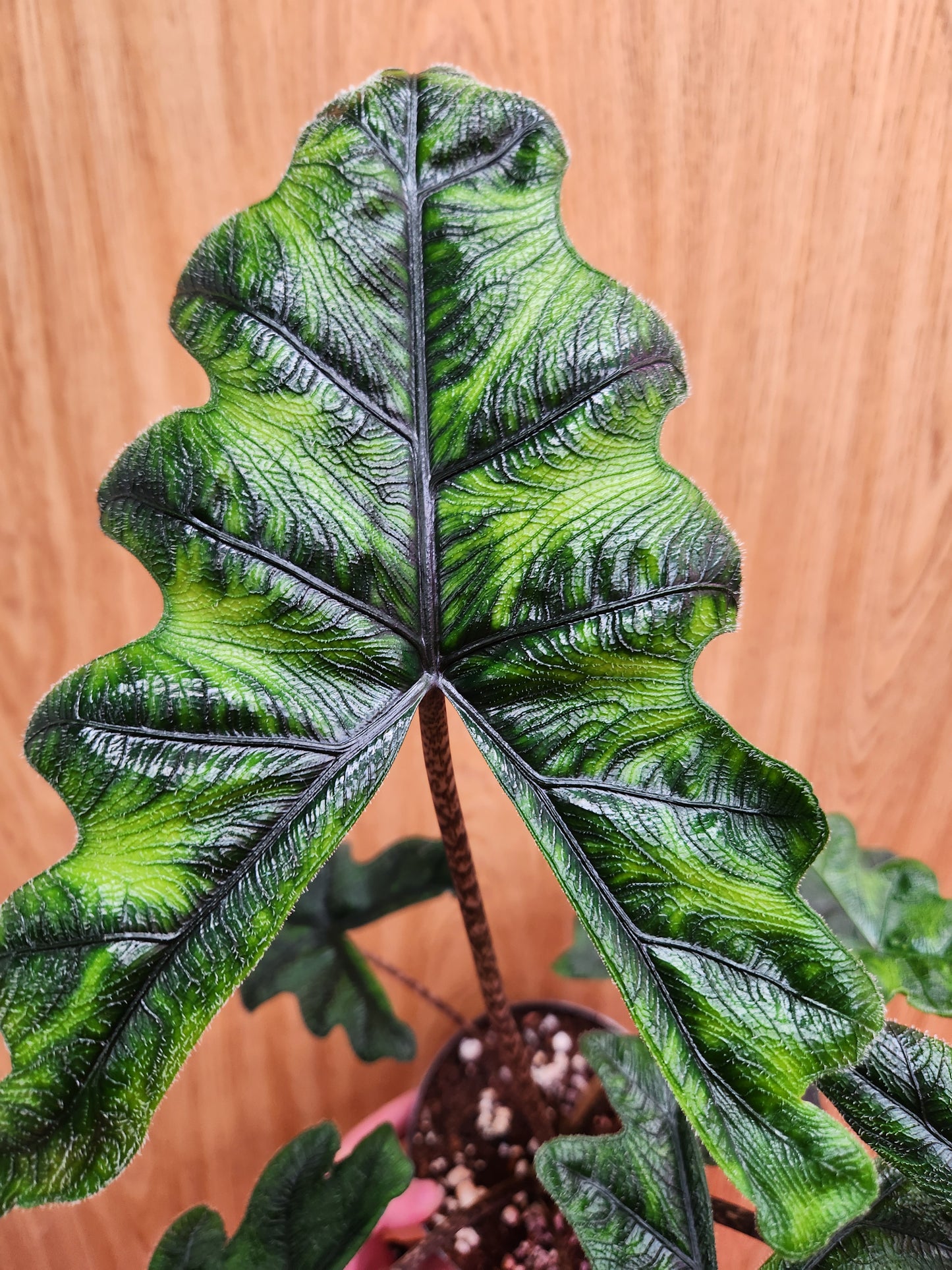 Alocasia Jacklyn 6" Pot