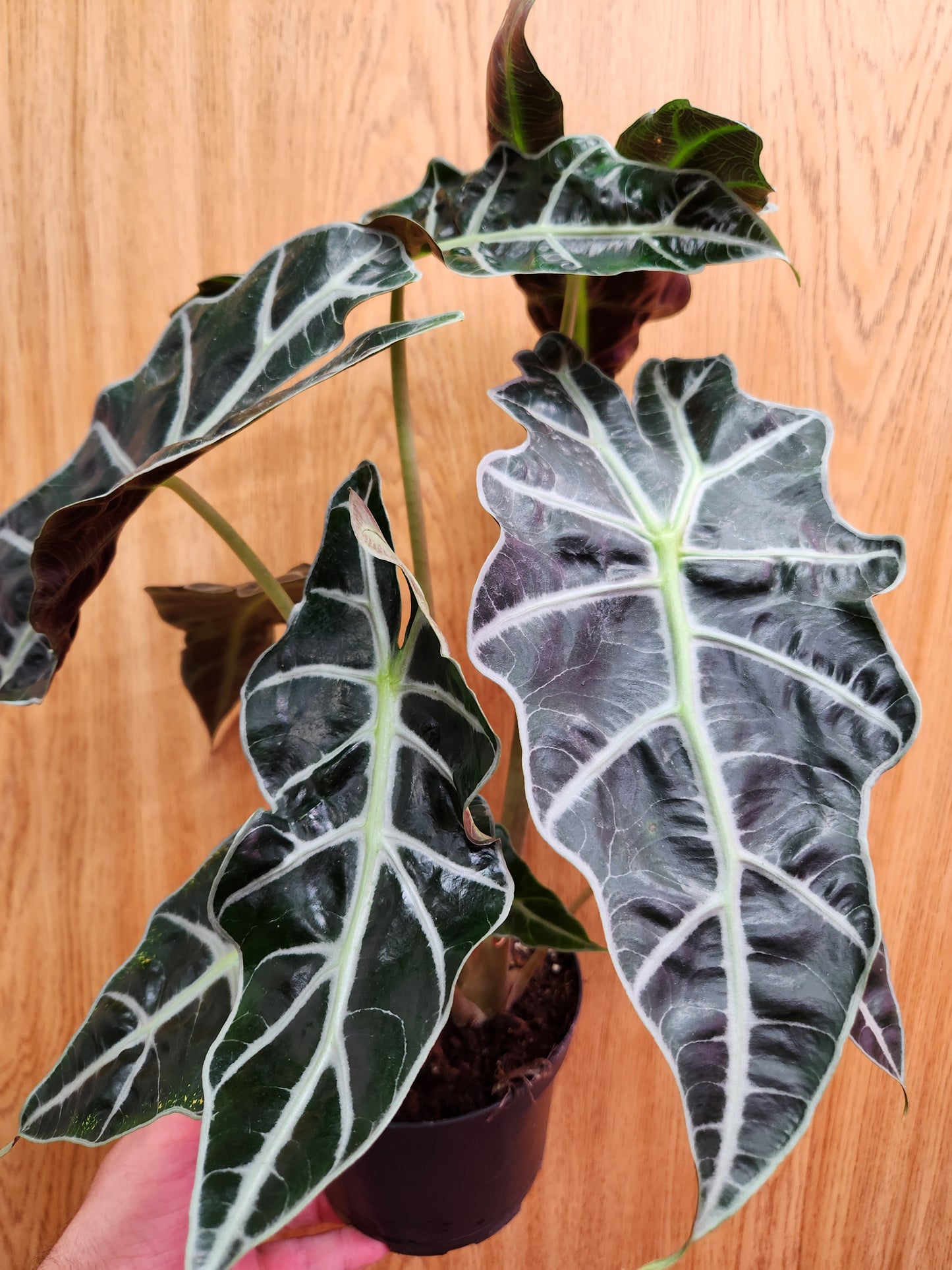 Alocasia Polly 'African Mask' 6" Pot