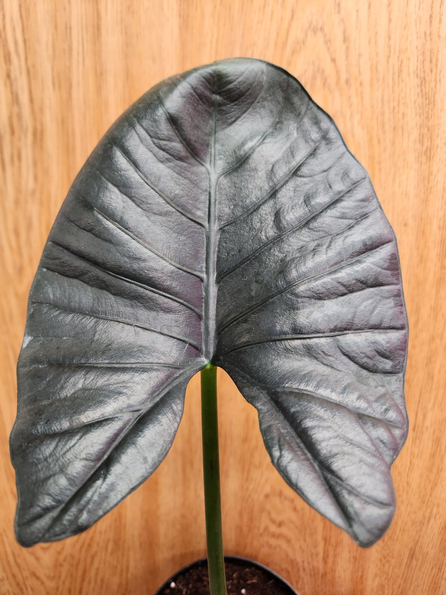 Alocasia Reginae 6" Pot