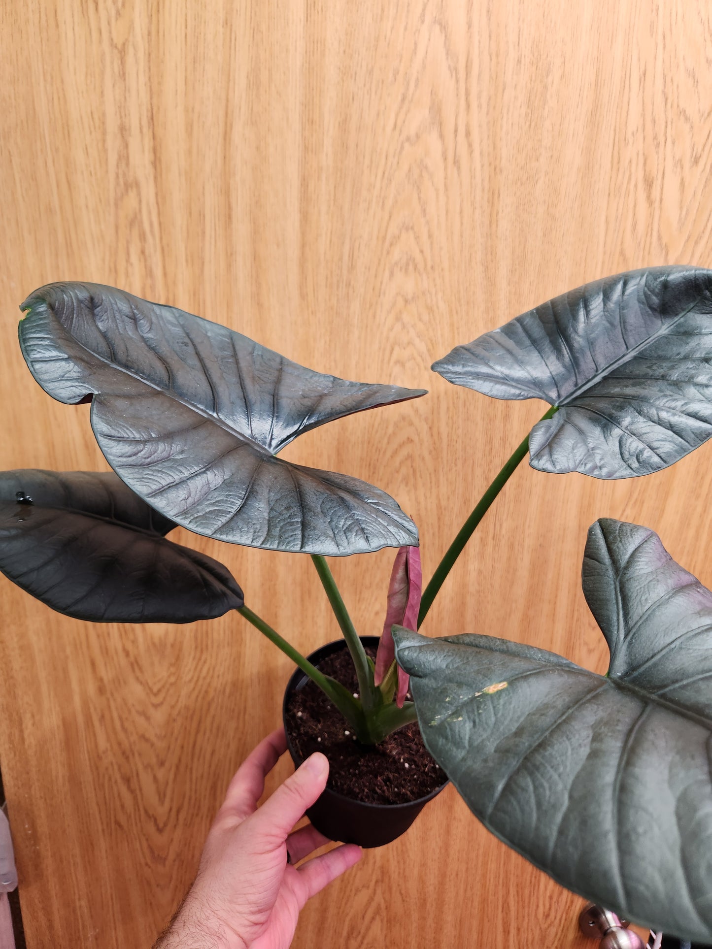 Alocasia Reginae 6" Pot