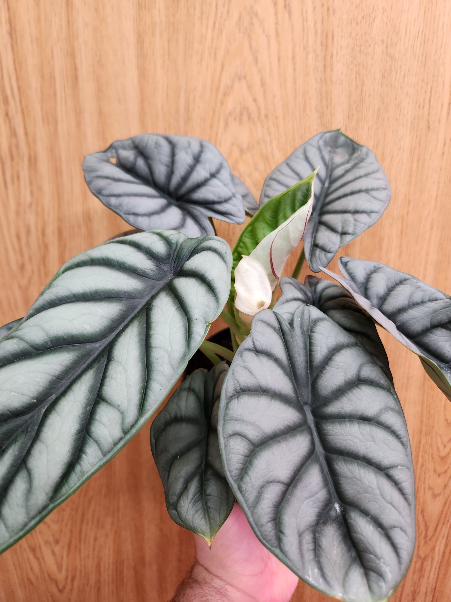 Alocasia Silver Dragon 6" Pot