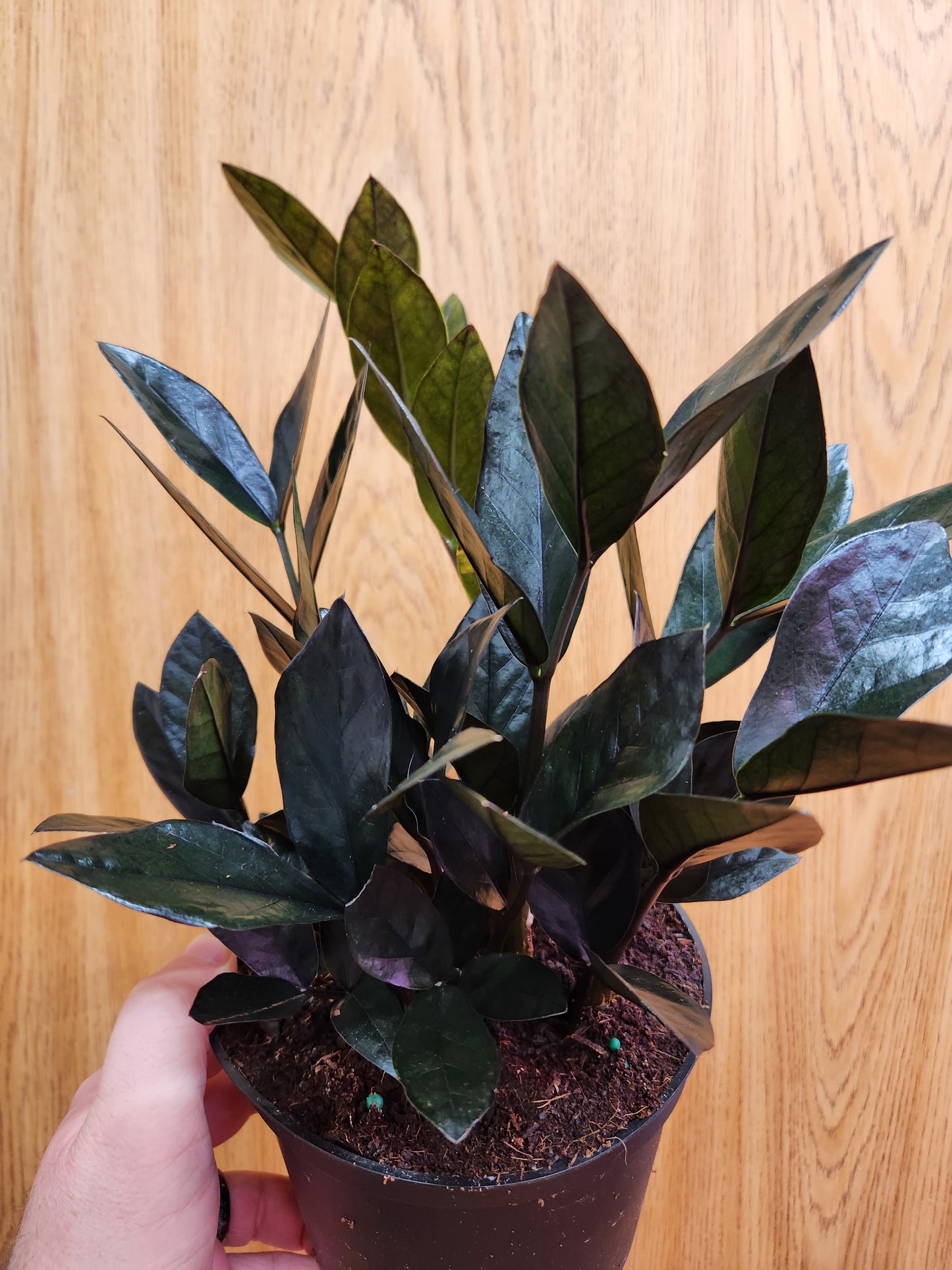 Raven ZZ Plant 6" Pot