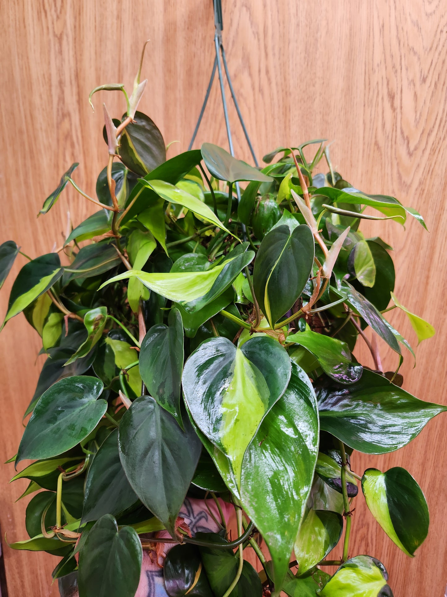 Philodendron Brasil Hanging Basket 8"