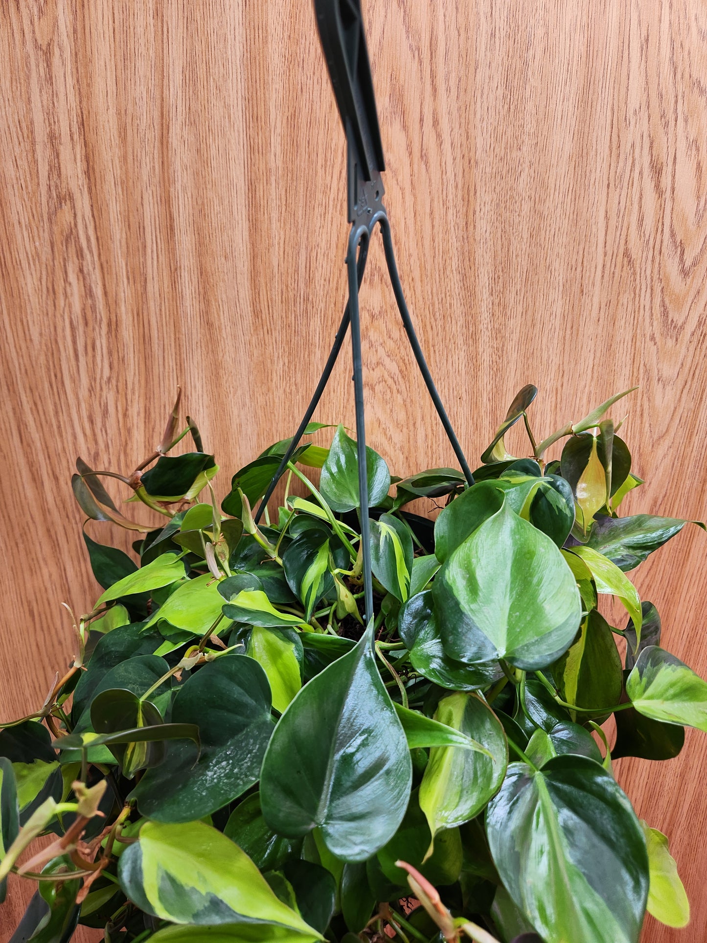 Philodendron Brasil Hanging Basket 8"