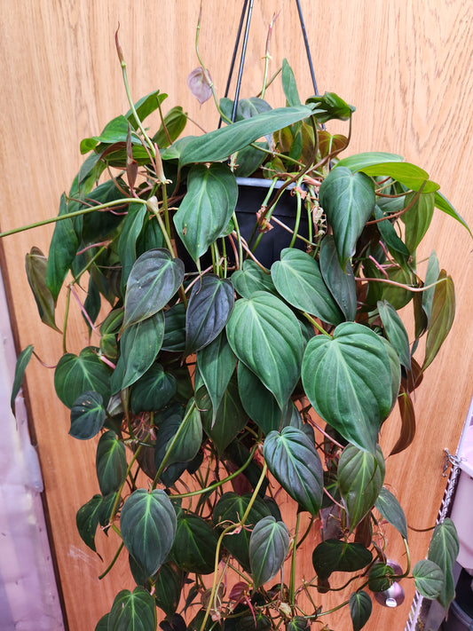 Philodendron Micans 8" Hanging Basket