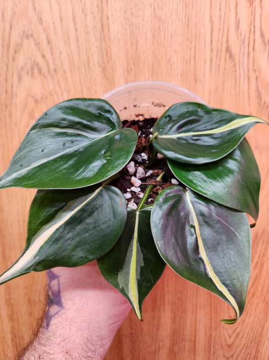 Philodendron Silver Stripe 4" Pot