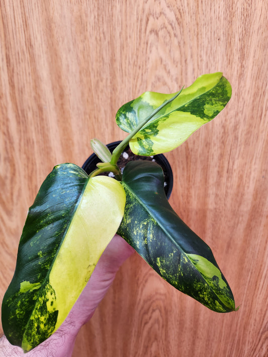 Philodendron Domesticum Variegated 4" Pot