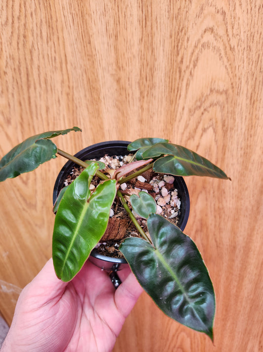 Philodendron Billietiae 4" Pot