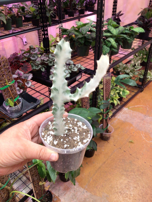 Euphorbia Ghost Cactus 3” Pot