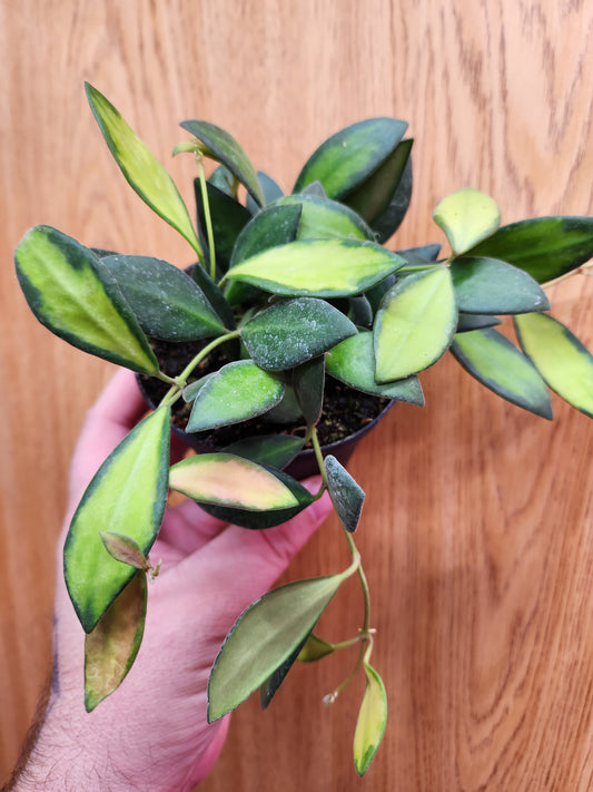 Hoya DS70 Variegated 4" Pot