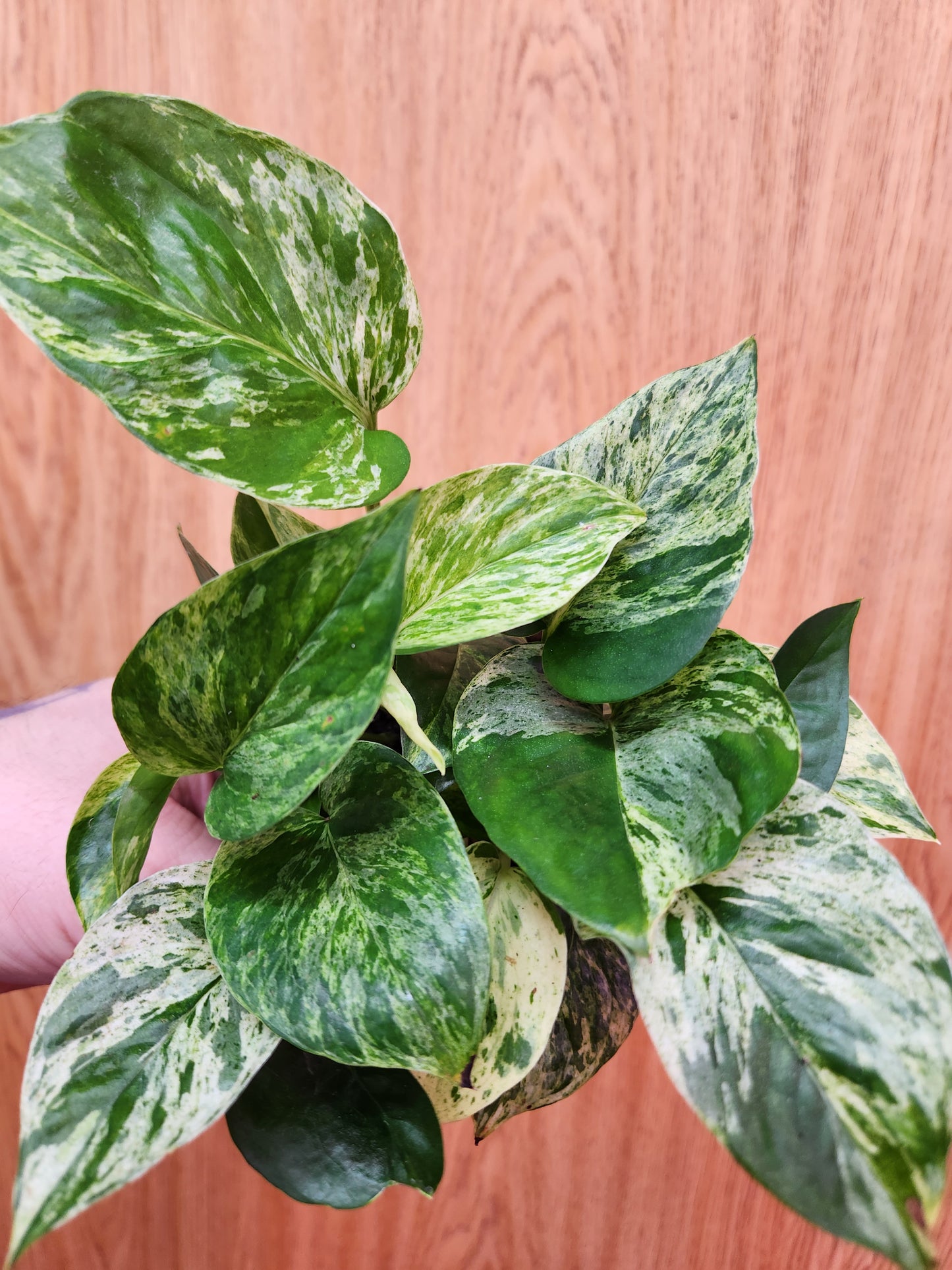 Marble Queen Pothos 4" Pot