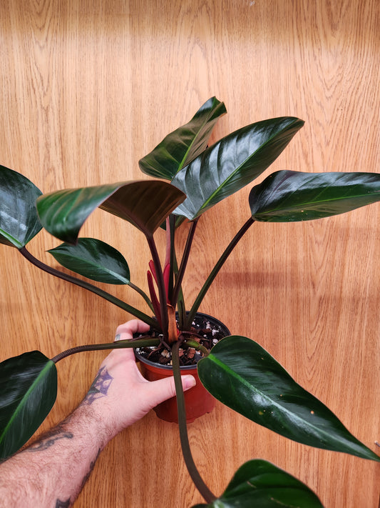 Philodendron Rojo Congo 6" Pot