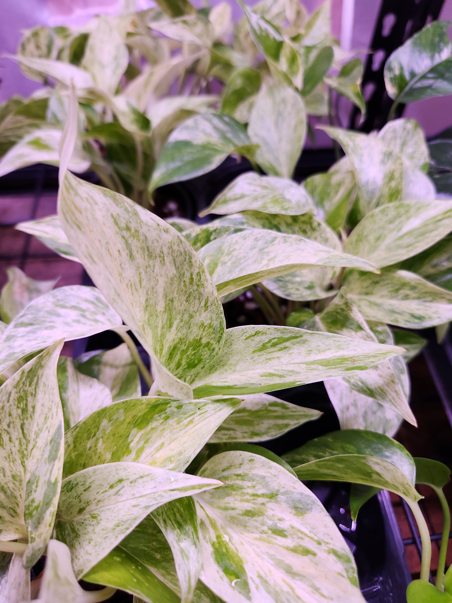 Snow Queen Pothos 4" Pot